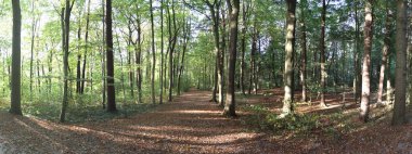 Yüksek çözünürlüklü panorama orman views