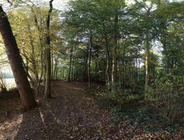 Yüksek çözünürlüklü panorama orman views