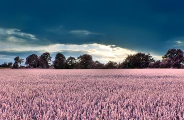 Güzel fantezi kızılötesi peyzaj purpel öğeleri ve derin mavi gökyüzü ile lots