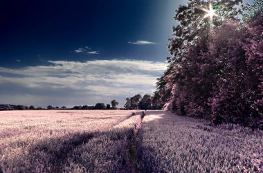 Güzel fantezi kızılötesi peyzaj purpel öğeleri ve derin mavi gökyüzü ile lots