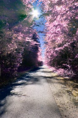 Güzel fantezi kızılötesi peyzaj purpel öğeleri ve derin mavi gökyüzü ile lots