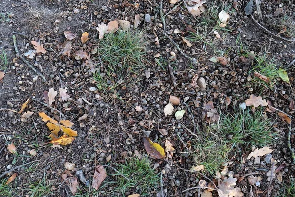 Cerca Superficie Coloridas Hojas Otoño Suelo — Foto de Stock