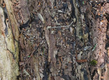 Ağaç kabuğu yüzey kapatmak