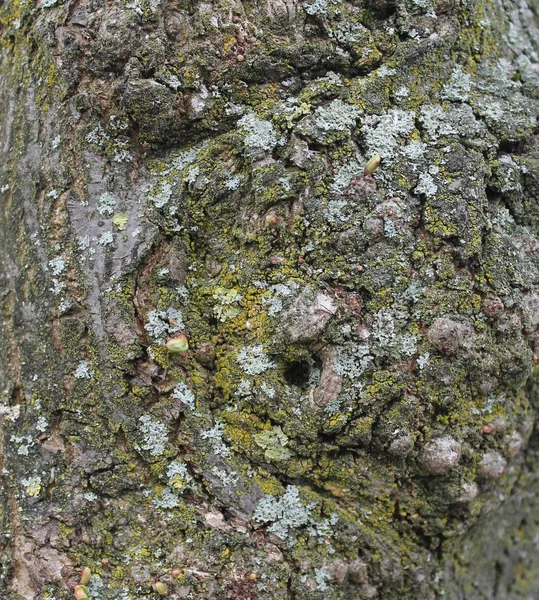 Detail Povrchu Stromové Kůry — Stock fotografie