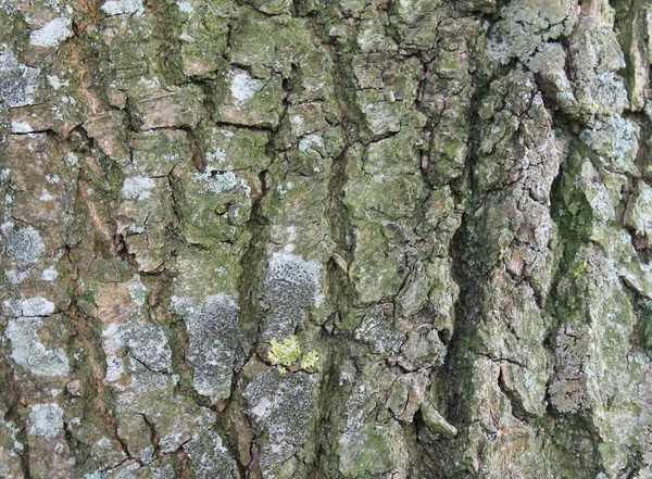 木の樹皮の表面を閉じる — ストック写真