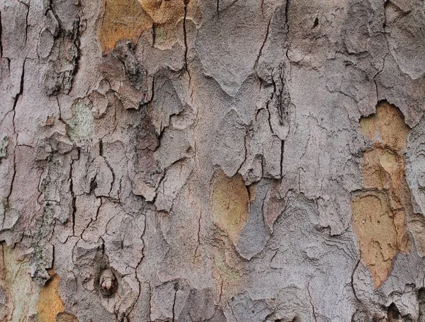 Close Surface Tree Bark — Stock Photo, Image