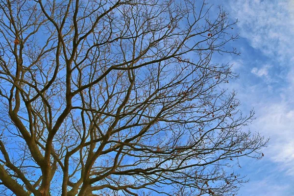Όμορφο Στεφάνι Από Ένα Δέντρο Δεκέμβριο — Φωτογραφία Αρχείου