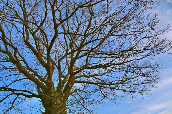 Piękną Koronę Drzewa Grudniu — Zdjęcie stockowe