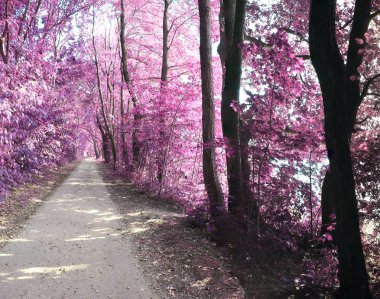 Ağaçlar ve masmavi bir gökyüzü, fantezi kızılötesi yatay
