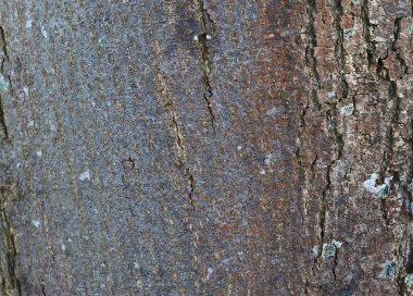 Doğal ağaç kabuğu yüksek çözünürlükte yüzeyine kadar kapatın