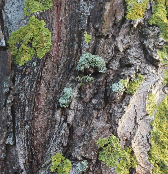 Закрыть Поверхность Натуральной Коры Деревьев Высоком Разрешении — стоковое фото