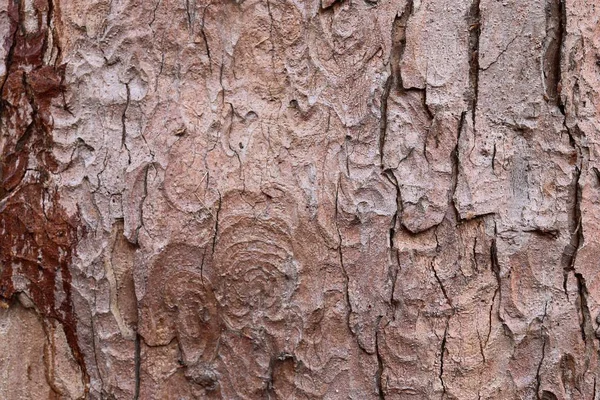 Закрыть Поверхность Натуральной Коры Деревьев Высоком Разрешении — стоковое фото