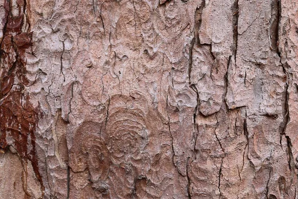 Nära Håll Ytan Naturliga Trädets Bark Hög Upplösning — Stockfoto