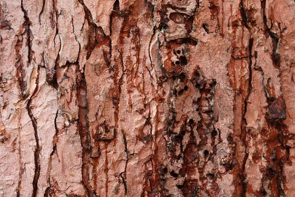 Nära Håll Ytan Naturliga Trädets Bark Hög Upplösning — Stockfoto