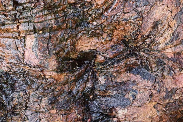 Nära Håll Ytan Naturliga Trädets Bark Hög Upplösning — Stockfoto