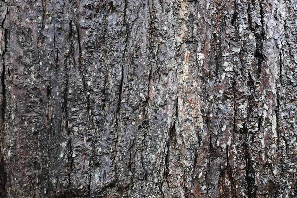 Doğal Ağaç Kabuğu Yüksek Çözünürlükte Yüzeyine Kadar Kapatın — Stok fotoğraf