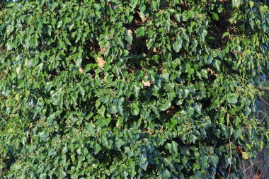 Güzel yakın çekim tarımsal bitki ve yaprakları