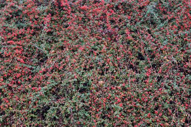Güzel yakın çekim tarımsal bitki ve yaprakları