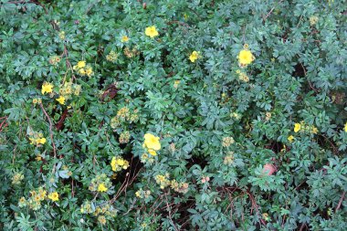 Güzel yakın çekim tarımsal bitki ve yaprakları