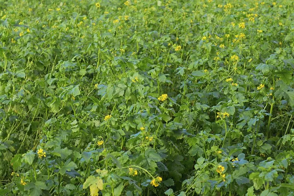 Hermoso Primer Plano Las Plantas Agrícolas Hojas —  Fotos de Stock