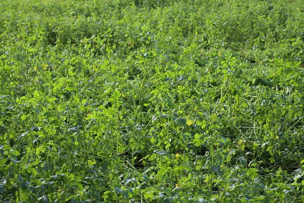 Hermoso Primer Plano Las Plantas Agrícolas Hojas —  Fotos de Stock