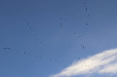 Gökyüzünde uçan kuşlar