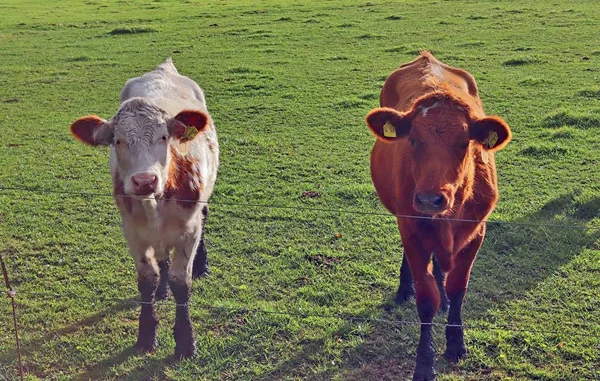 Krowy Zielonym Polu — Zdjęcie stockowe