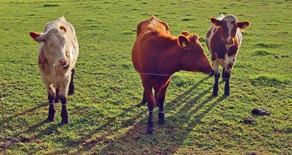 Krowy Zielonym Polu — Zdjęcie stockowe