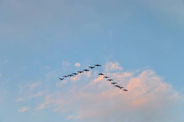 Fliegende Vögel Himmel — Stockfoto