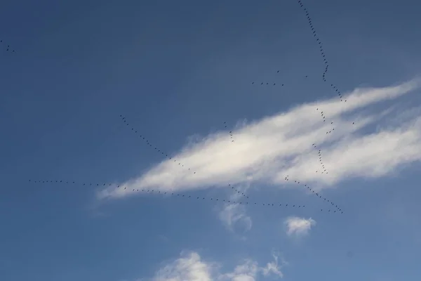 Flying Birds Sky — Stock Photo, Image