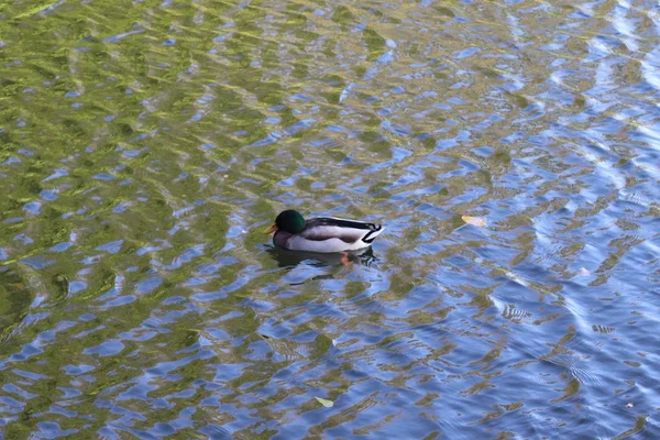 Schöne Ente Schwimmt Wasser — Stockfoto