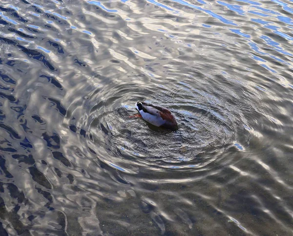 Beautiful Duck Swimming Water — Stock Photo, Image