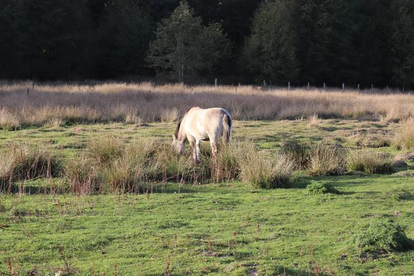 緑の畑に馬がいて — ストック写真