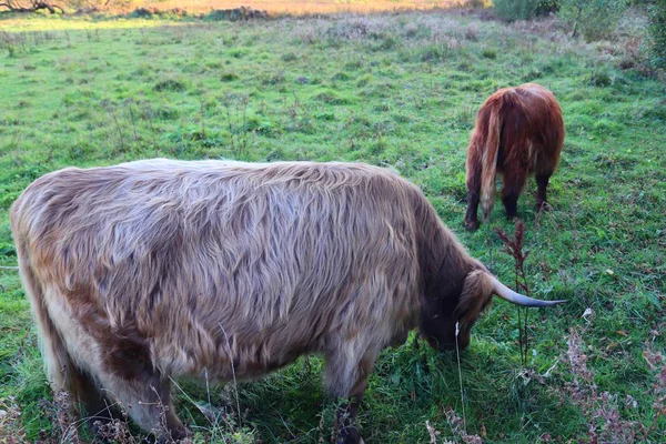 Galloway Krowy Pole Zielony — Zdjęcie stockowe