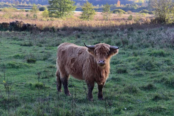 Galloway Krowy Pole Zielony — Zdjęcie stockowe