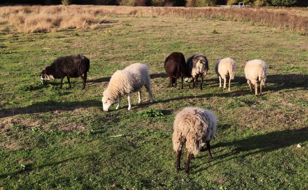 Sheep Green Field — Stock Photo, Image