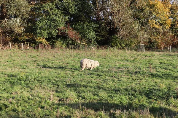 Owce Zielone Pola — Zdjęcie stockowe