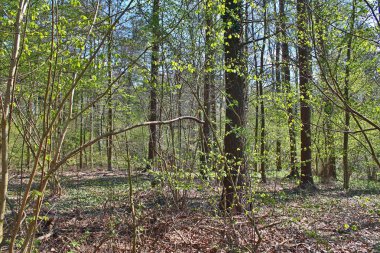 Kuzey Almanya'da bir ormandaki güzel ağaçlar