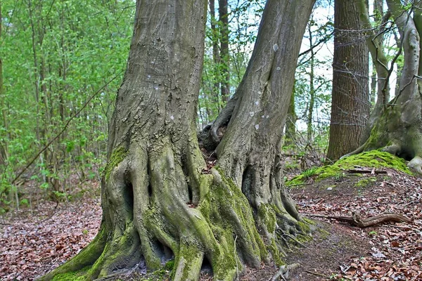 Hermosos Árboles Bosque Norte Alemania —  Fotos de Stock