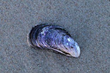 Sahilde kum yalan kabukları