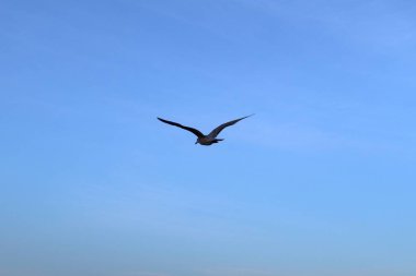 Fırtınalı bir günde plajda martıları