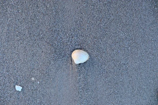 Κελύφη Ξαπλωμένοι Στην Άμμο Στην Παραλία — Φωτογραφία Αρχείου
