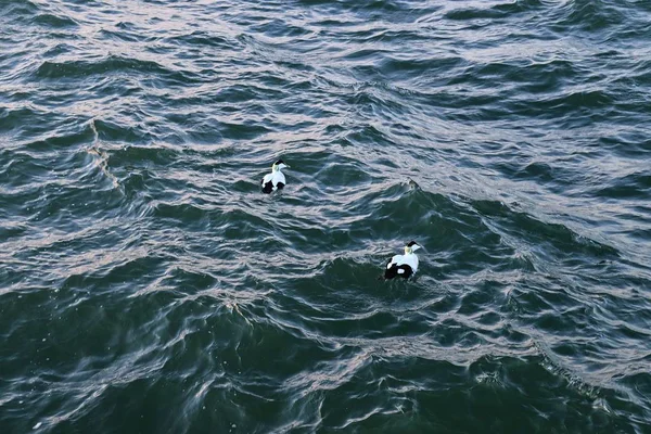 Mouettes Plage Par Une Journée Orageuse — Photo