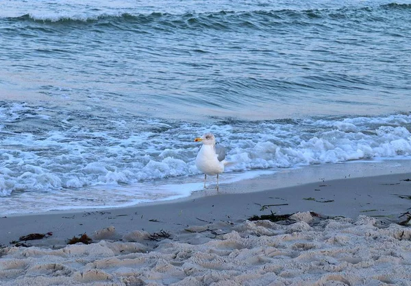 Gaviotas Playa Día Tormentoso — Foto de Stock