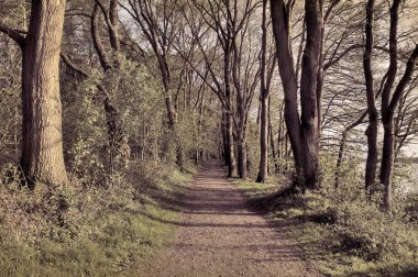 1960'larda vintage tarzı manzaralı güzel ağaçlar ile