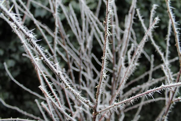 美丽的冬天向湖水和森林里的冰雪射击 — 图库照片