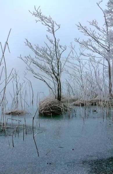 Belo Tiro Inverno Lago Floresta Com Neve Gelo — Fotografia de Stock