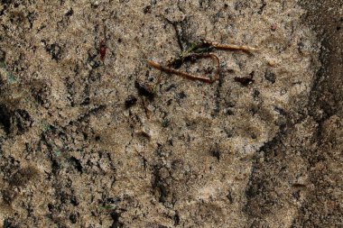 Kum zemin ve grunge yere kadar yüksek çözünürlüklü yüzeyi kapatın