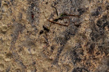 Kum zemin ve grunge yere kadar yüksek çözünürlüklü yüzeyi kapatın