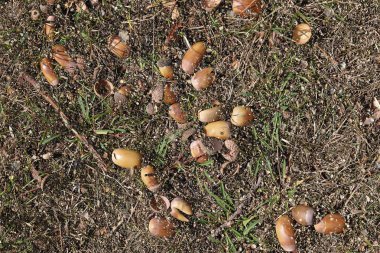 Yüksek çözünürlüklü yüzey orman zemin ile fındık ve yosun kadar kapatın